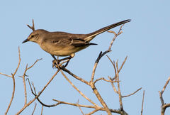 Mimus polyglottos