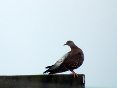 Columba guinea