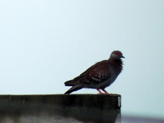 Columba guinea