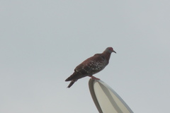 Columba guinea