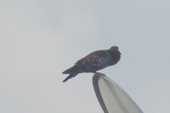 Columba guinea