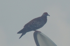 Columba guinea