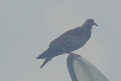 Columba guinea