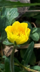 Ranunculus tuberosus