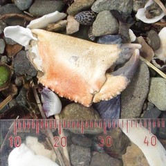 Metacarcinus novaezelandiae