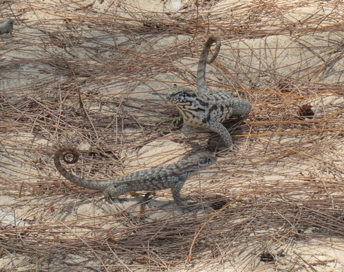 Northern Curly-tailed Lizard, Central Eleuthera, The Bahamas, photo 6 of 10