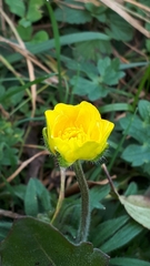 Ranunculus tuberosus