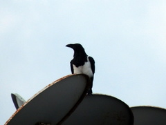 Corvus albus