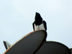 Corvus albus