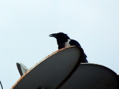 Corvus albus