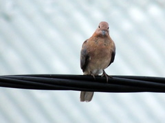 Streptopelia senegalensis
