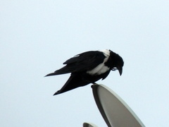 Corvus albus
