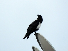 Corvus albus
