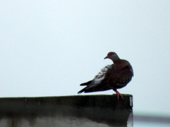 Columba guinea