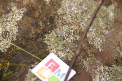 Xanthoparmelia stenophylla