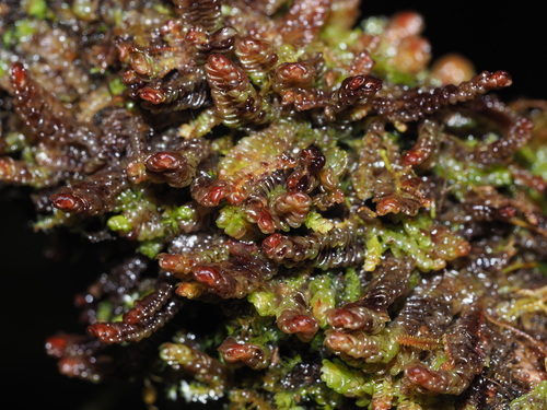 Pleurozia conchifolia