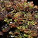 Pleurozia conchifolia - Photo (c) Kevin Faccenda, some rights reserved (CC BY), uploaded by Kevin Faccenda