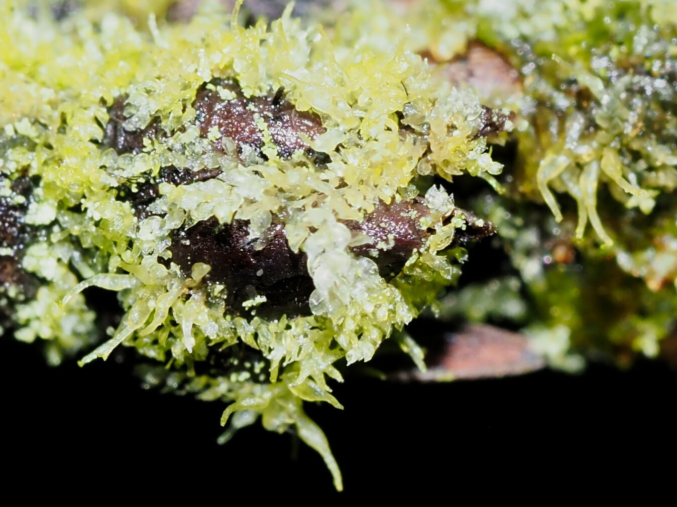 Colura tenuicornis