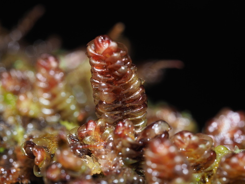 Pleurozia conchifolia