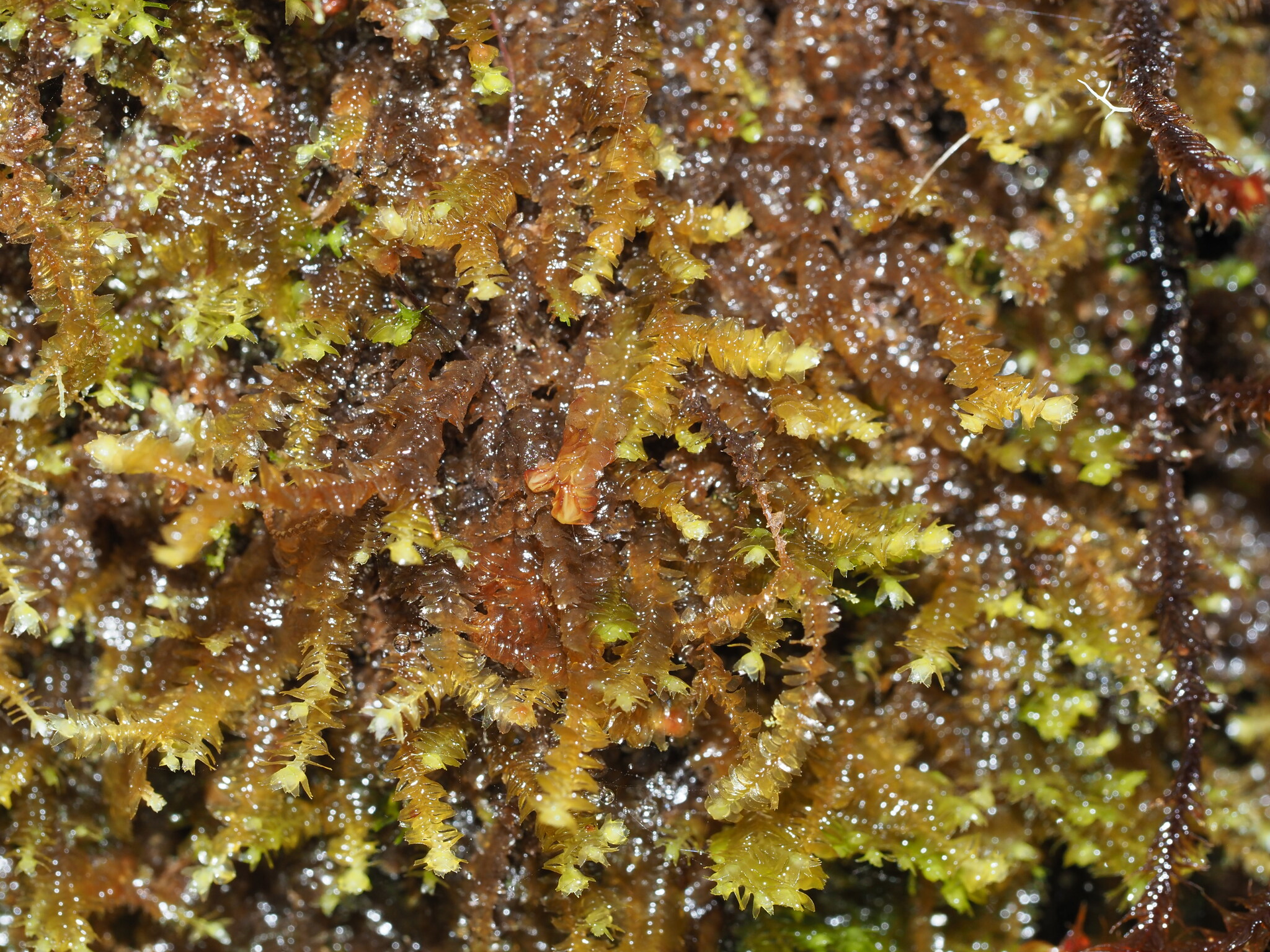 Bazzania didericiana
