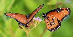Danaus gilippus