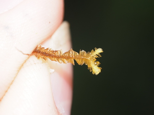 Bazzania didericiana
