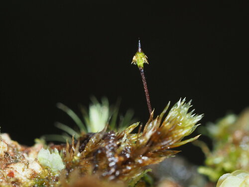 Daltonia marginata