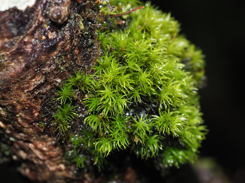 Holomitrium seticalycinum observed 2023-05-06