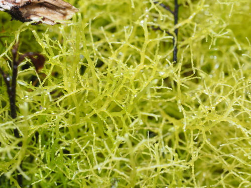 Lepidozia sandvicensis