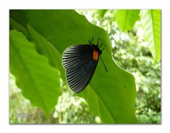 Hades noctula