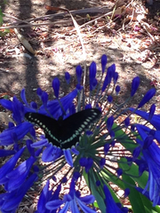 Battus polydamas psittacus