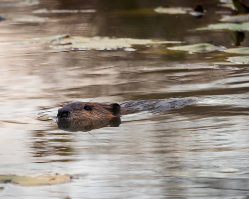 American Beaver photographed in Maryland