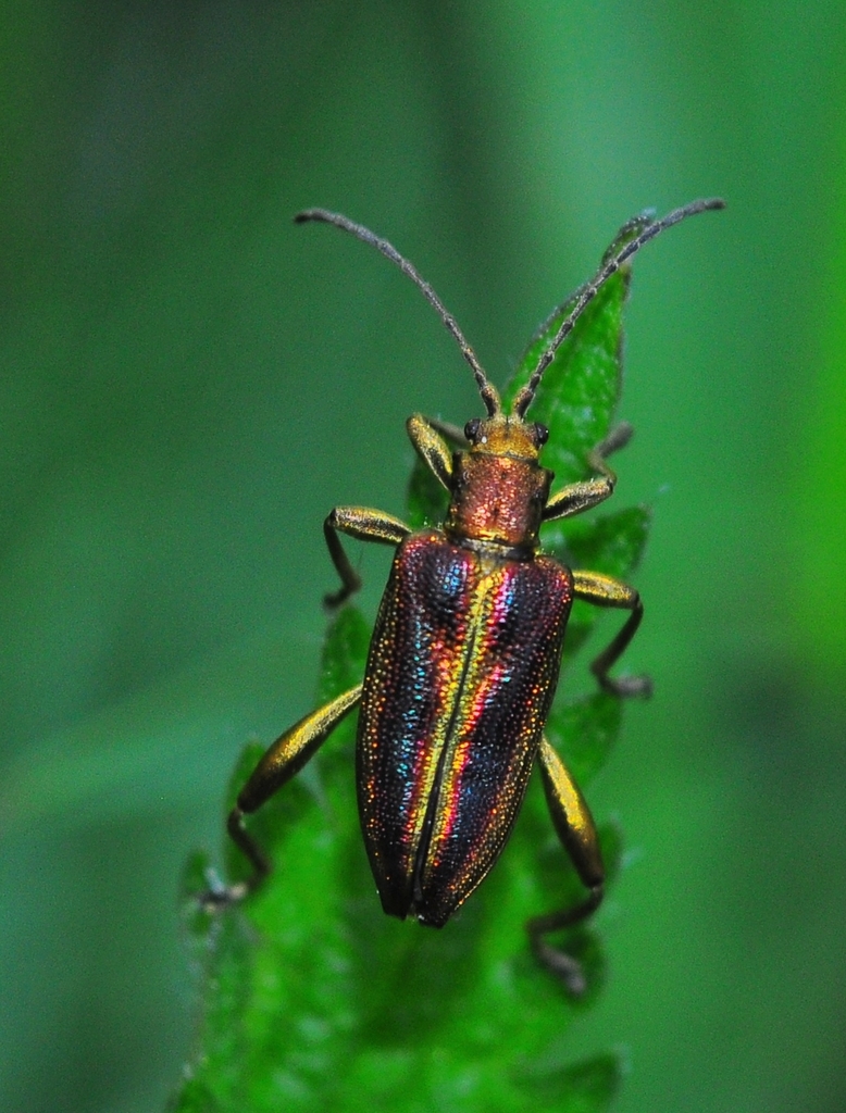 Aquatic Leaf Beetles