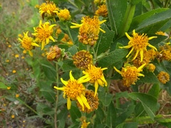 Verbesina sphaerocephala