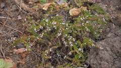 Micromeria herpyllomorpha subsp. herpyllomorpha image