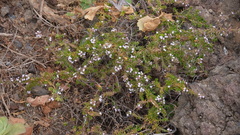 Micromeria herpyllomorpha image