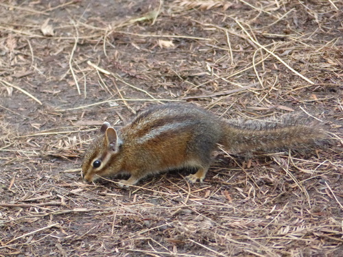 Neotamias siskiyou
