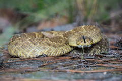 Crotalus basiliscus