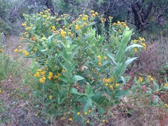 Verbesina sphaerocephala