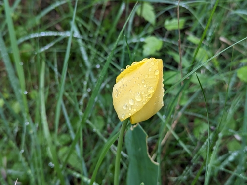 Tulipa gesneriana