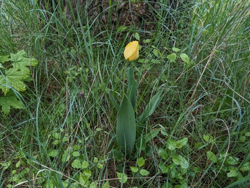 Tulipa gesneriana