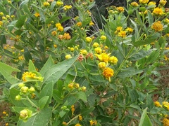 Verbesina sphaerocephala