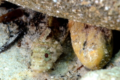 Trianectes bucephalus