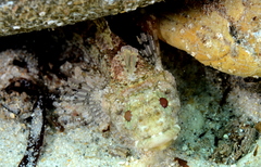 Trianectes bucephalus
