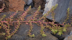 Patellifolia procumbens image