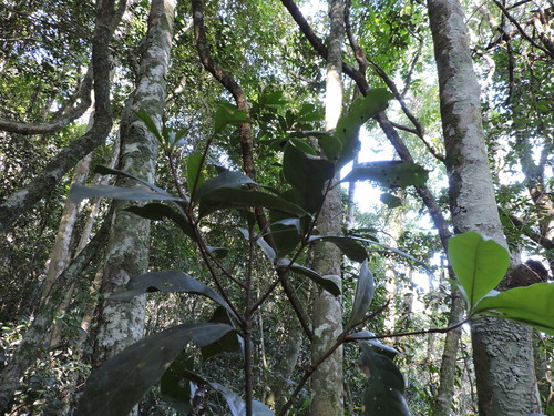 Image of Ocotea odorifera by (c) Fabrício Mil Homens Riella, some rights reserved (CC BY)