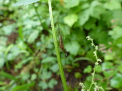 Raphidiidae