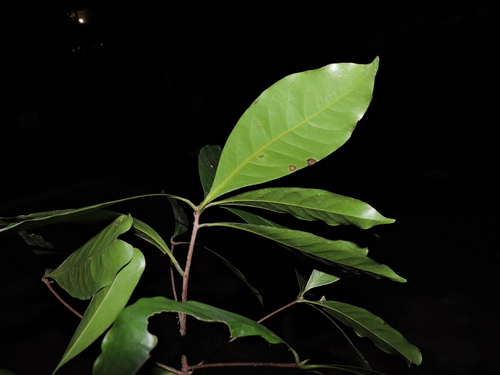 Mespilodaphne quixos, photograph 5