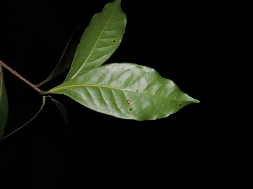 Mespilodaphne quixos, photograph 6