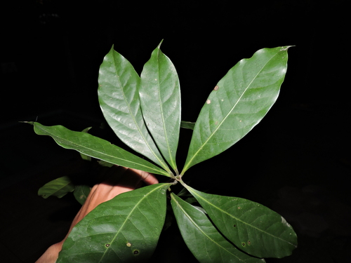 Mespilodaphne quixos, photograph 2